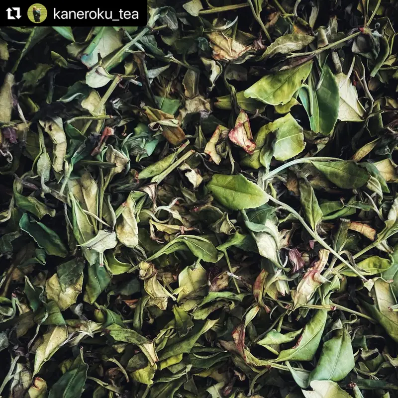 #0376.S5 Kaneroku Matsumoto Tea Garden: Koushun Single-Cultivar Summer White Tea – Aromatic & Delicate 1