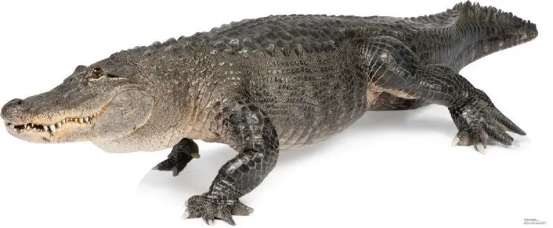 American Alligator Life-Size Wildlife Standup 1