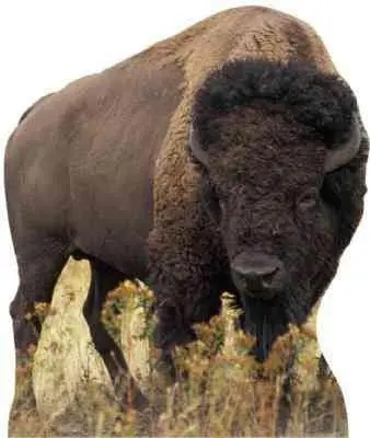 American Bison Full-Size Cardboard Standee – Custom-Fabricated, Ready In 10–14 Business Days 1