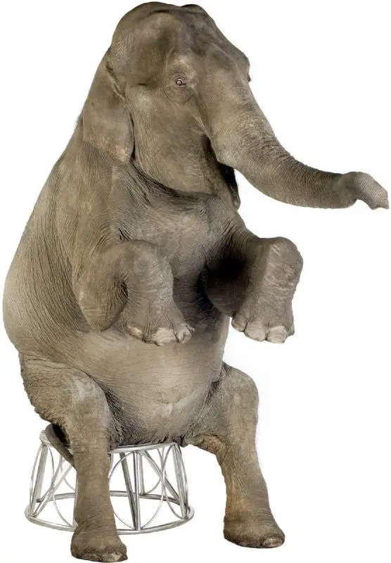 Asian Elephant Life-Size Standup – Premium Cardboard Cutout, Made To Order, 10–14 Day Lead Time 1