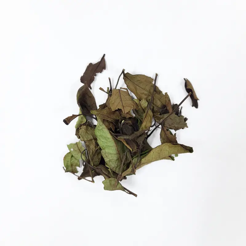 Azuma Tea Experimental Kyoto White Tea – Naturally Grown Spring Okumidori, Limited Release 1