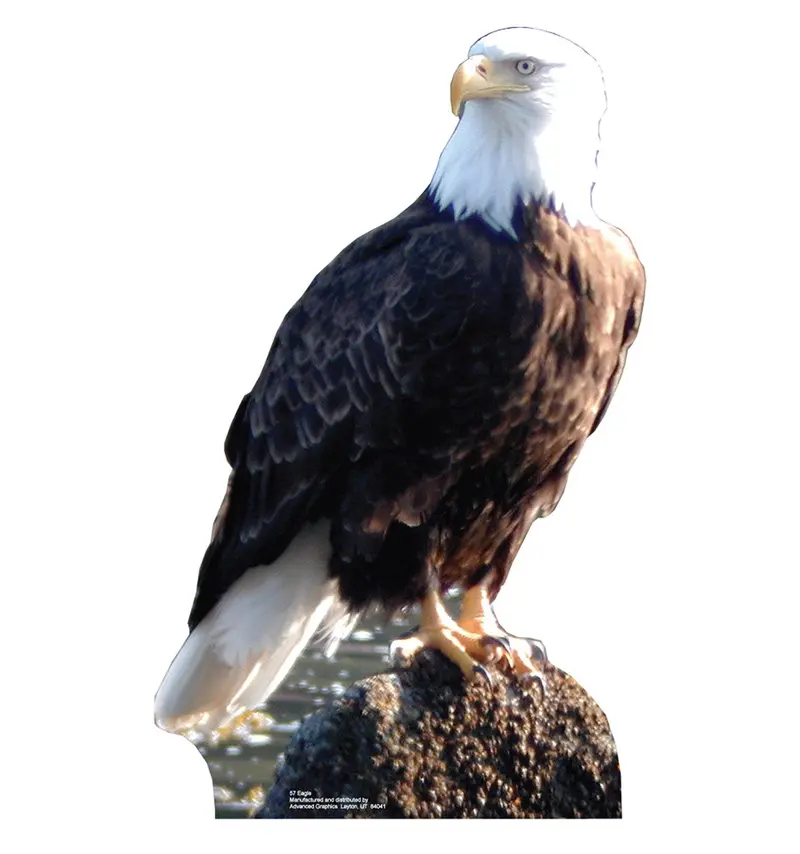 Bald Eagle Full-Size Cardboard Standee – Custom-Built, 10–14 Day Fulfillment Period 1