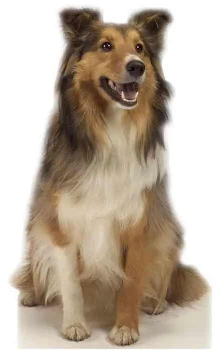 Collie Dog Full-Size Cardboard Standee – Tailored To Order, 10–14 Business Day Turnaround 1