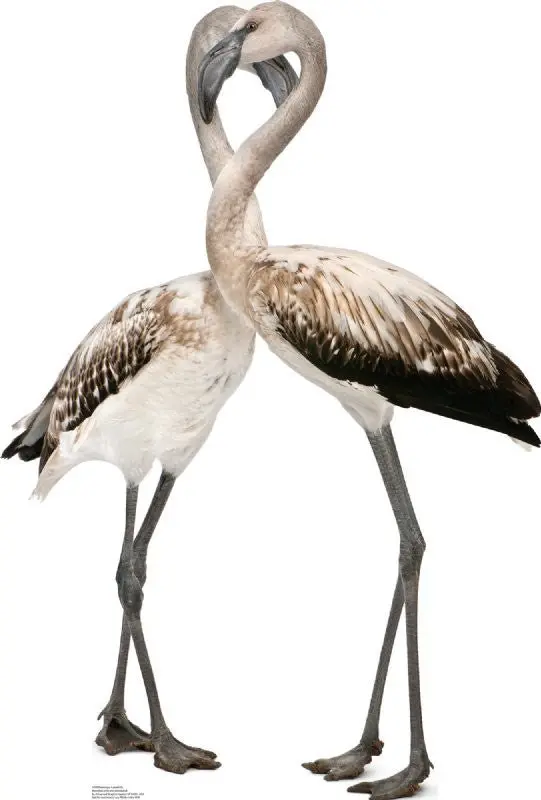 Flamingo Lovebirds Life-Size Pair Standup 1