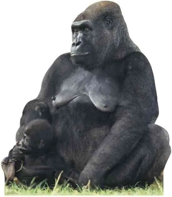Gorilla Mom & Baby Life-Size Standup – Custom-Cut Cardboard Cutout (10–14 Days) 1