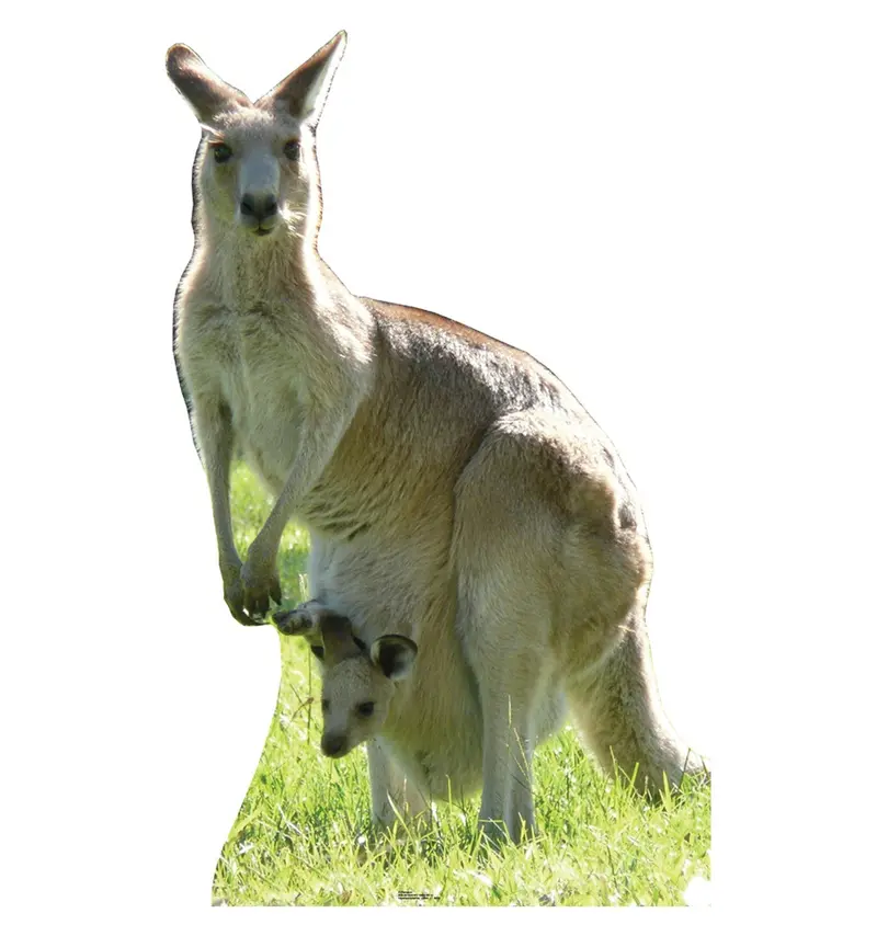 Kangaroo Full-Size Cardboard Standee – Custom-Built, Ready In 10–14 Business Days 1