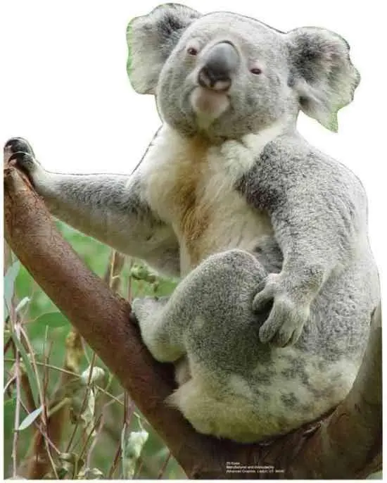 Koala Full-Size Cardboard Standee – Handcrafted To Order, Ready In 10–14 Business Days 1