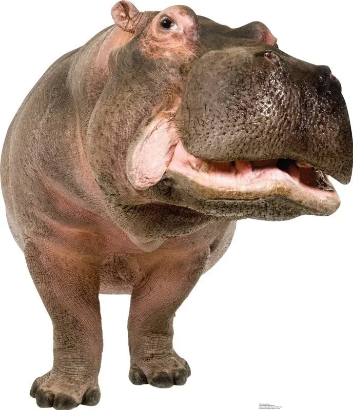 Life-Size Hippopotamus Cardboard Standup – Made-To-Order, Ready In 10–14 Business Days 1