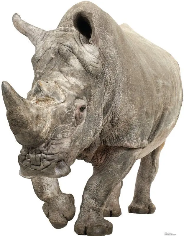 Life-Size White Rhinoceros Cardboard Cutout – Custom-Fabricated, Ships Within 10–14 Business Days 1