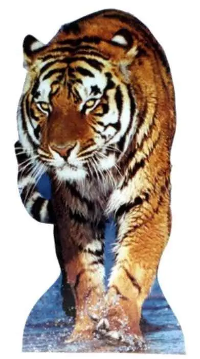 Realistic Tiger Full-Size Cardboard Standup – Hand-Assembled, Ships Within 10–14 Business Days 1