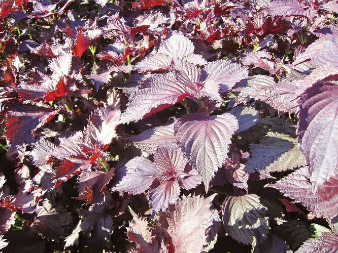 Shimane Red Shiso Herbal Tea – Single-Origin 2G Tea Bags 1