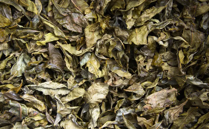 Shishikui Kancha – Handpicked Tokushima Green Tea By Farmer Akemi Ishimoto 1
