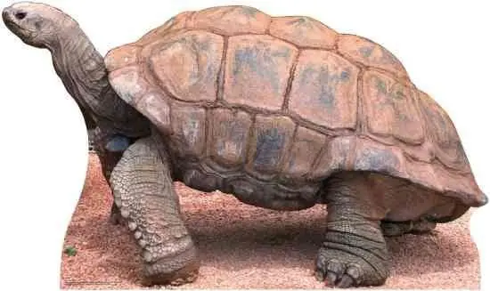 Tortoise Full-Size Cardboard Standee – Made-To-Order, Ships Within 10–14 Days 1
