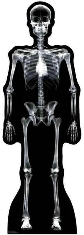 X-Ray Skeleton Life-Size Standup – Educational Cardboard Cutout, 10–14 Day Production 1