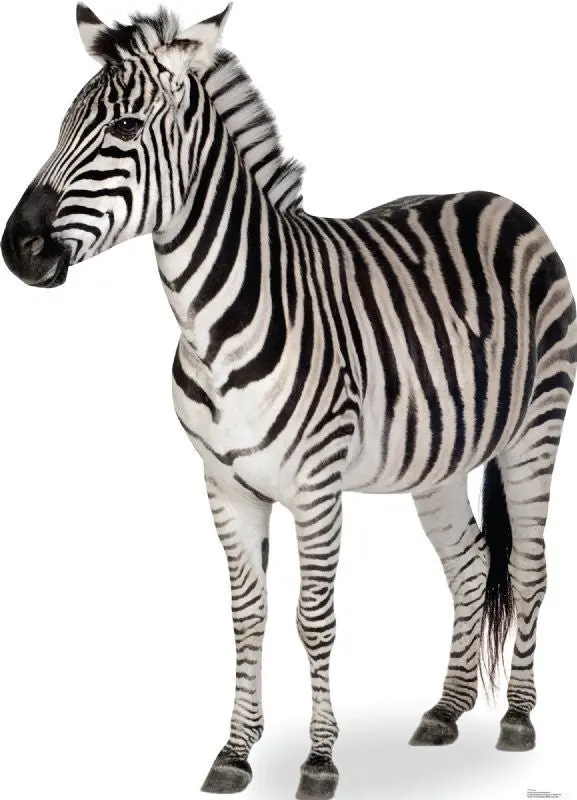 Zebra Lifesize Cardboard Standup – Wildlife-Themed Cutout, Made-To-Order, Ships In 10–14 Days 1